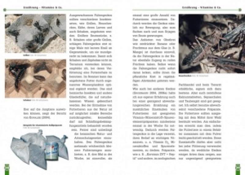 Preview: Faltengeckos